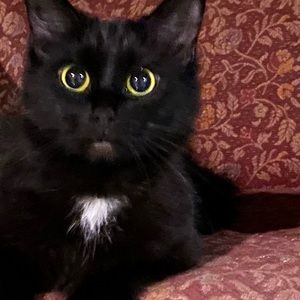 Meet your Posher, Amber